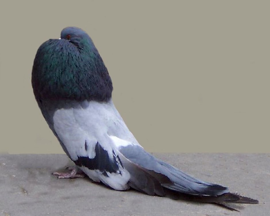 Клюв тукана