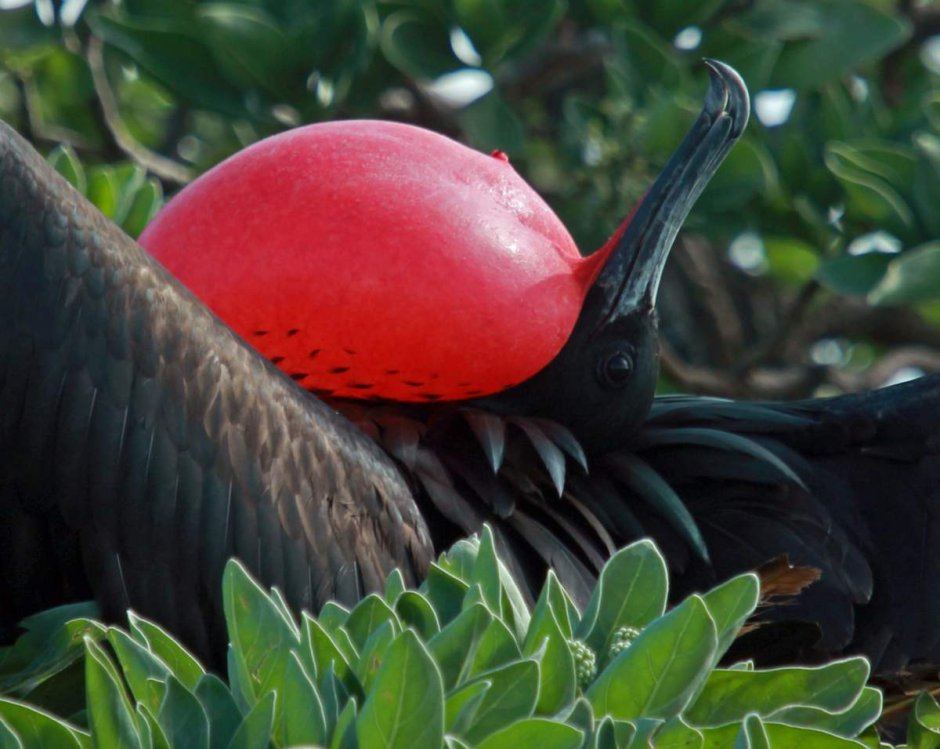 Bucorvus leadbeateri