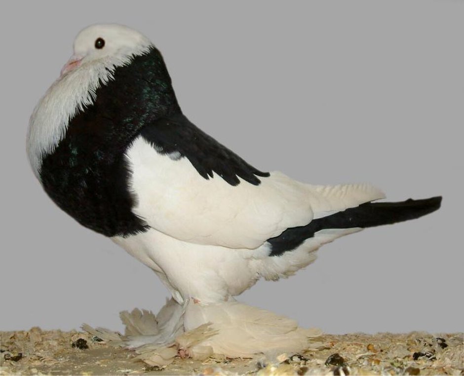 Клюв китоглава