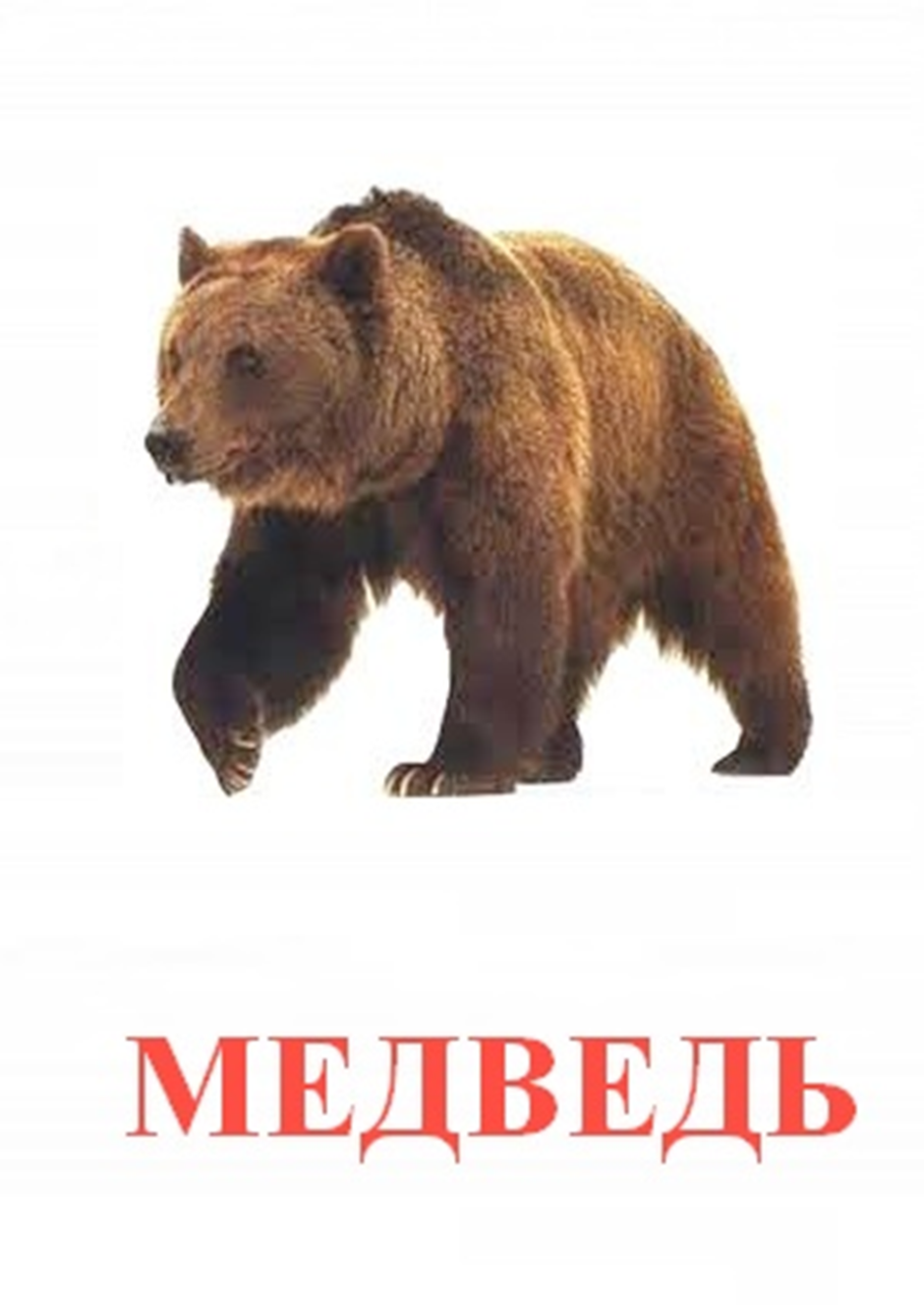 Тату русский медведь
