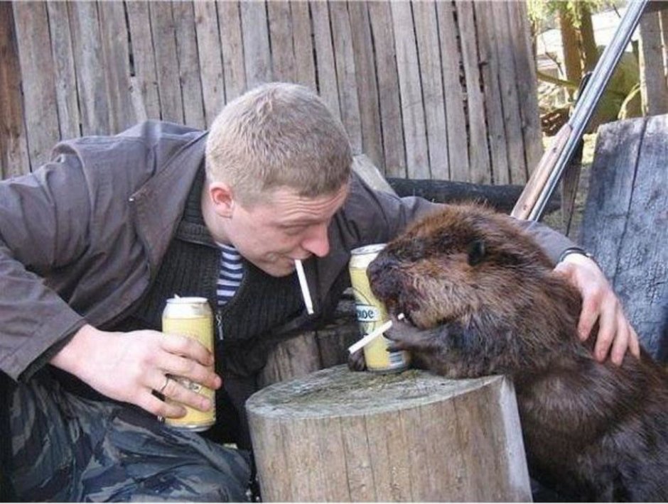 Медведи спариваются