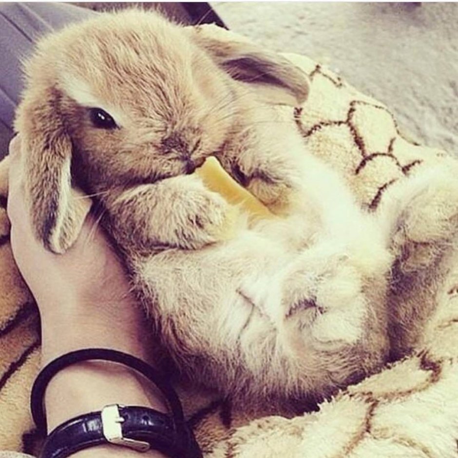 Эстетичные животные