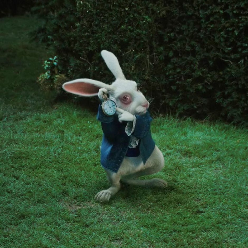 Lepus alleni