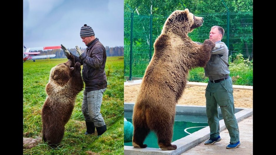 Медведь Мансур авиамедведь