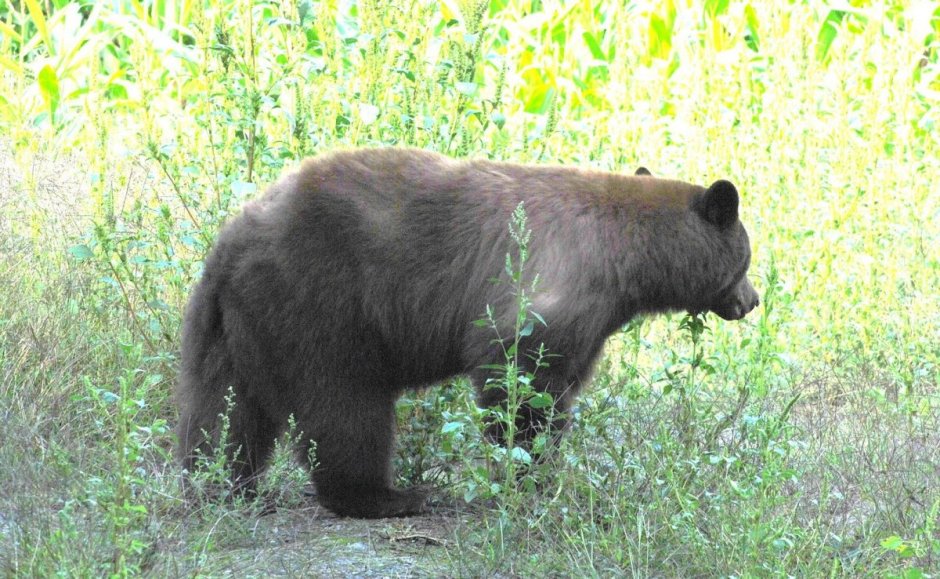 Медведь Гризли хвост