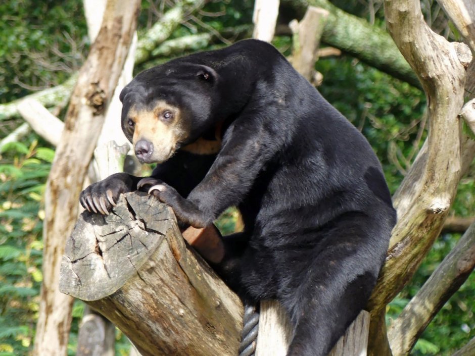 Wellington Zoo Веллингтон
