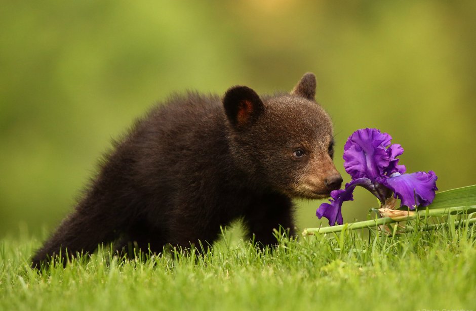 Природа и животные