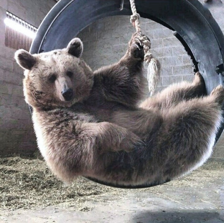 Великолепный медведь