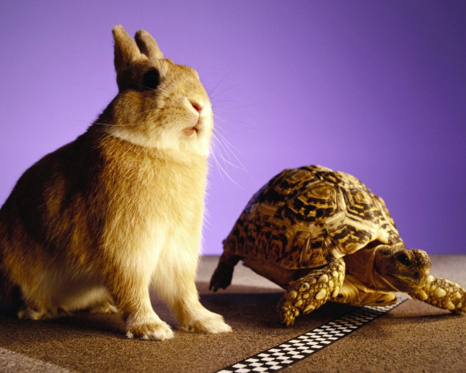 Зайчик черепашка