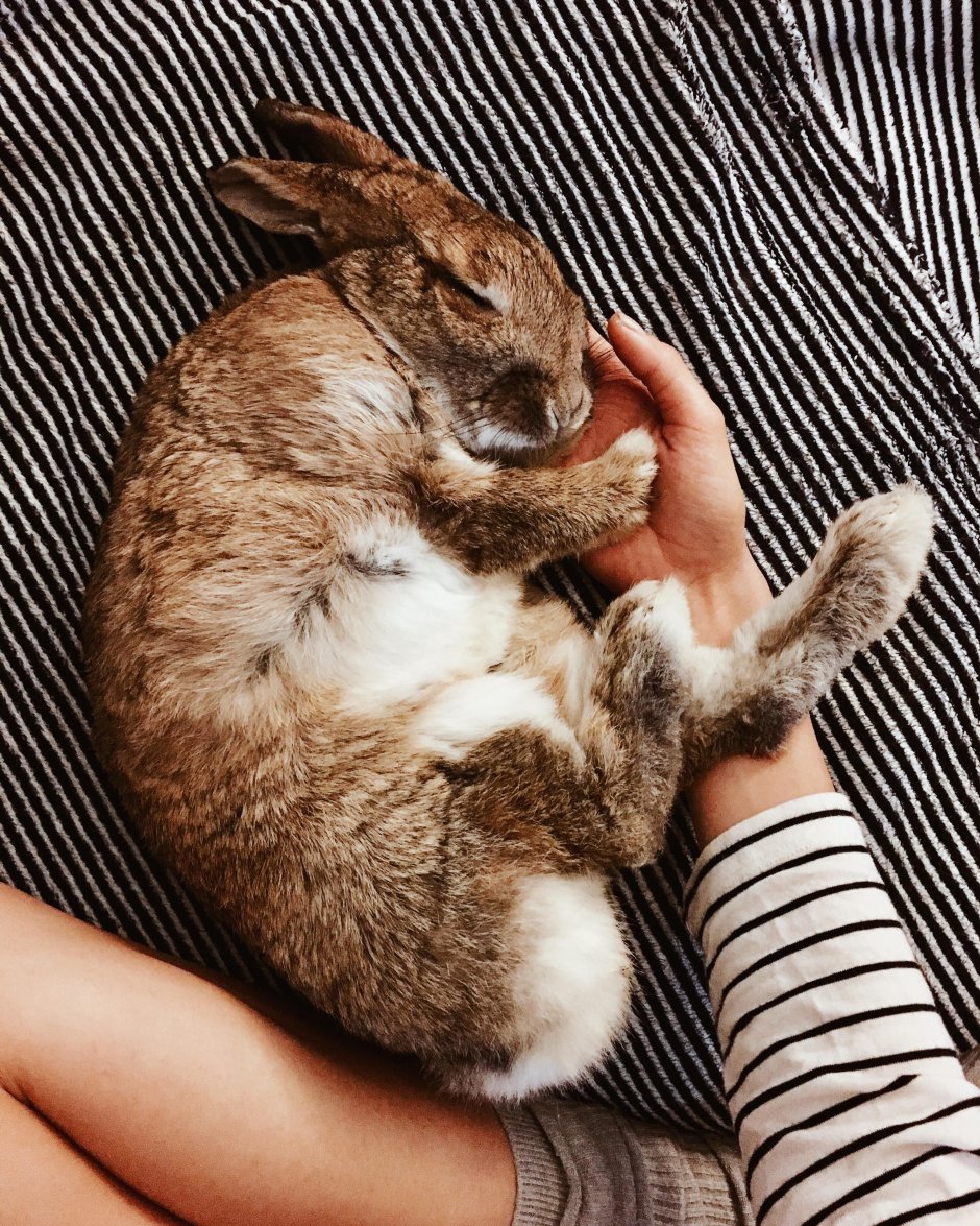 Спящий кролик