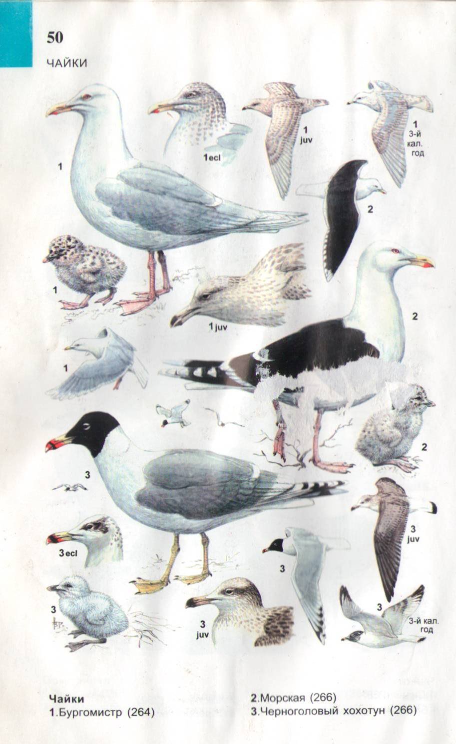 Два лебедя в небе