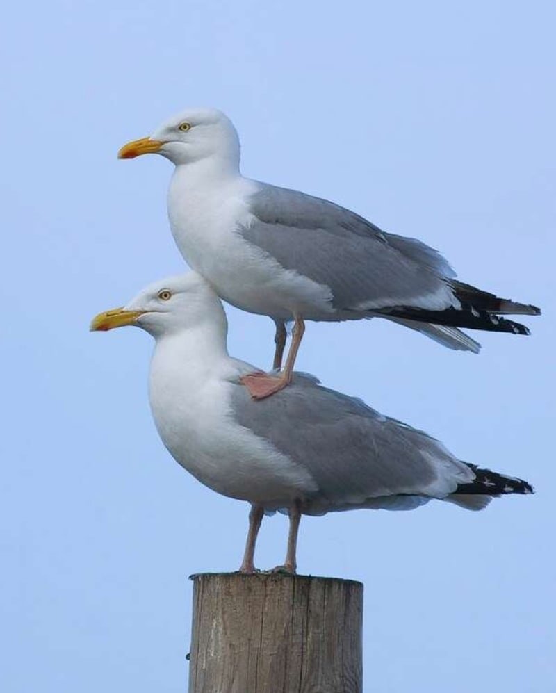 Каракары охотятся группами или парами