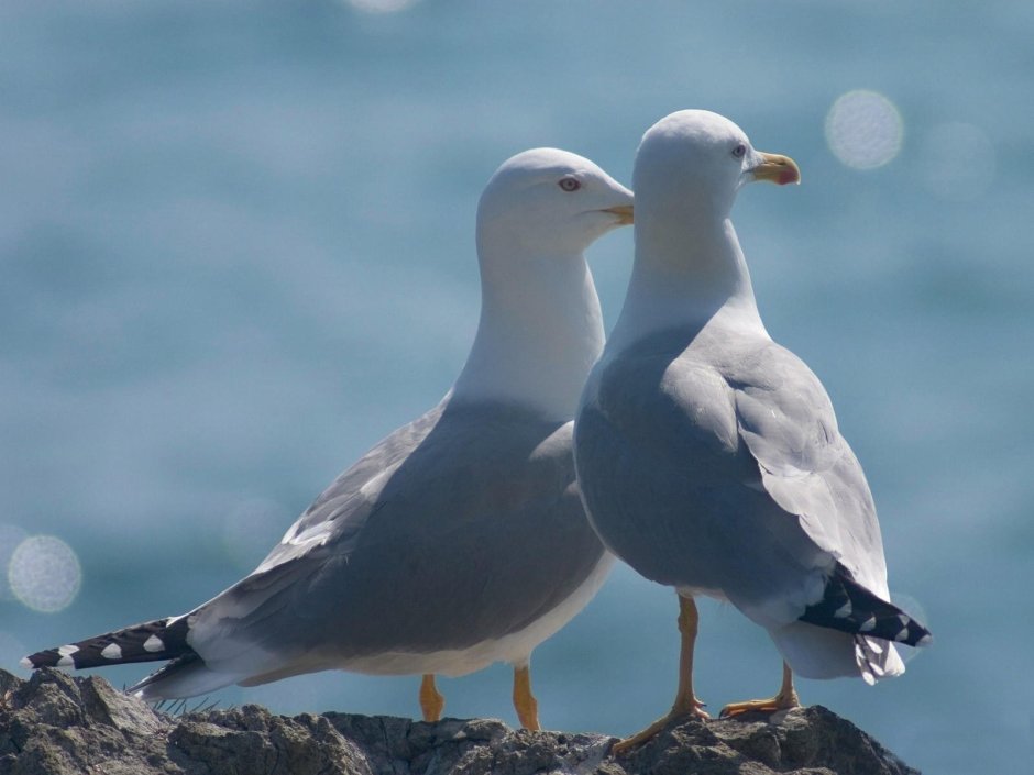 Серебристая Чайка самец и самка
