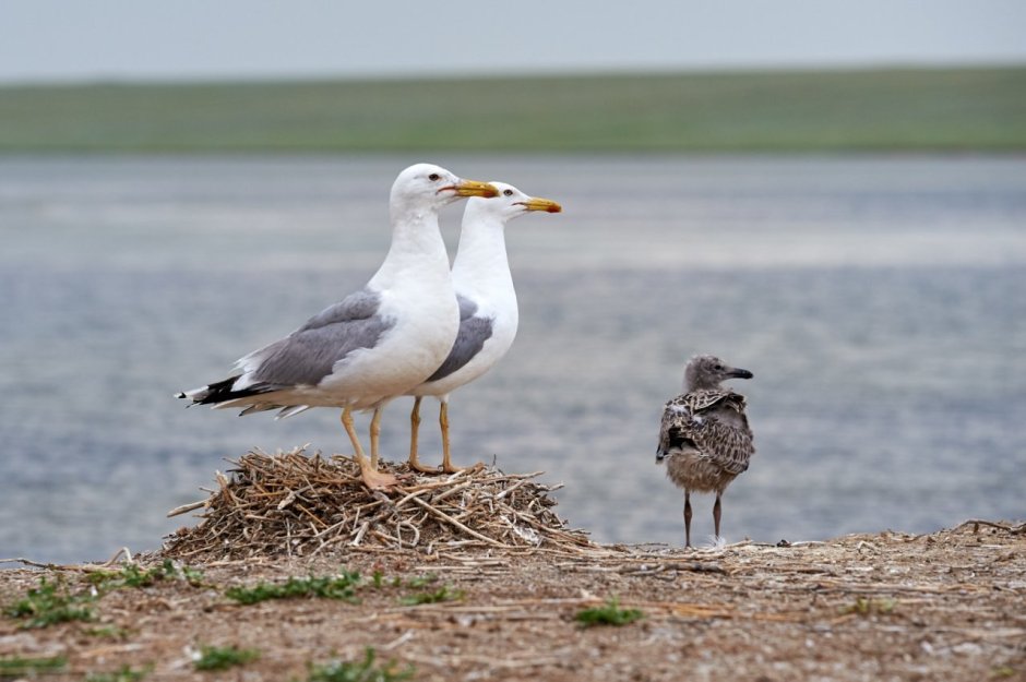 Крачка хохлатая малая