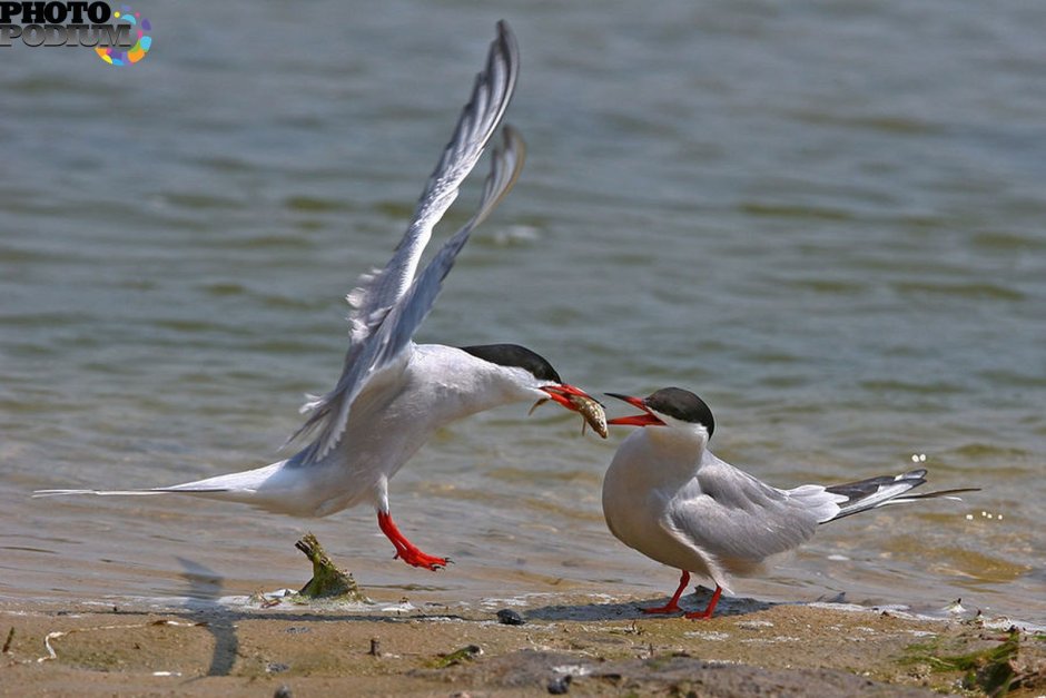 Птицы черного моря