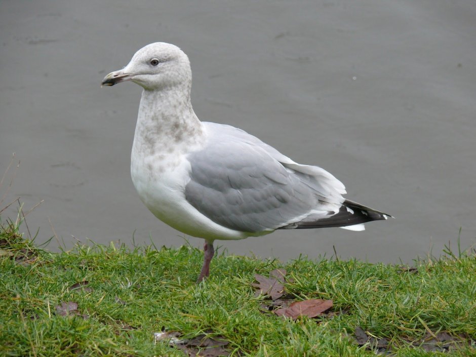 Серебристая Чайка самец и самка