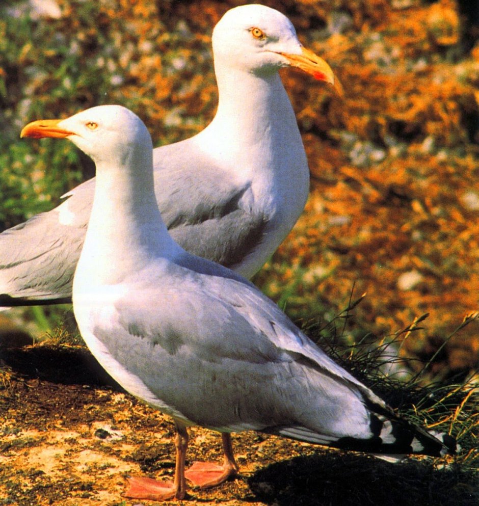 Озерная Чайка самка