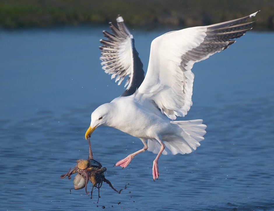 Серебристая Чайка самка