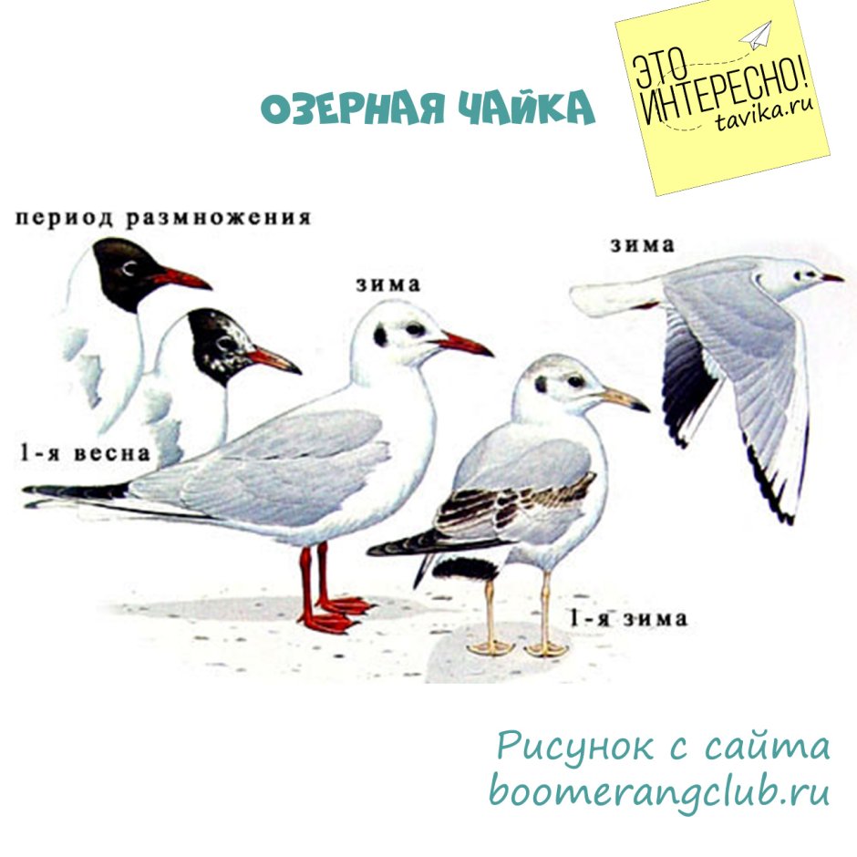 Чайка Перелетная птица