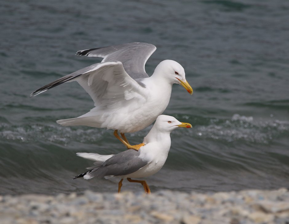 Серебристая Чайка самец и самка
