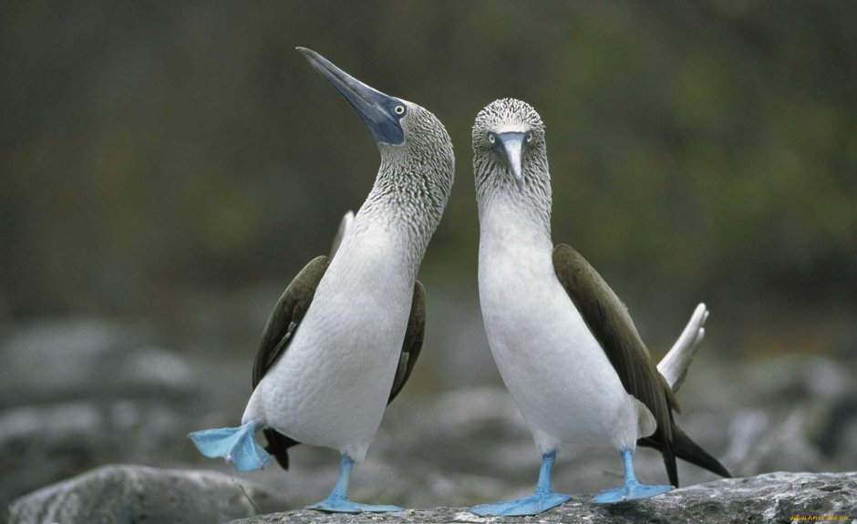 Упоротая Чайка