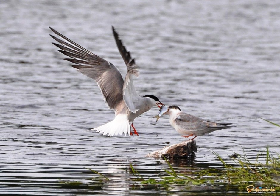Полярная Чайка крачка