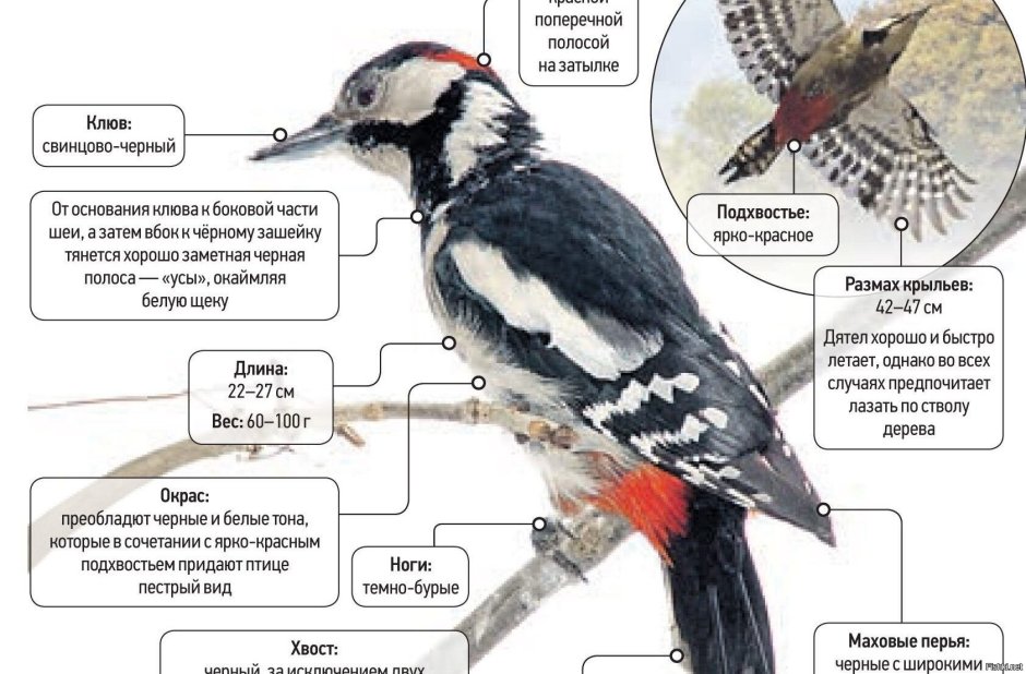 Чайка нападает
