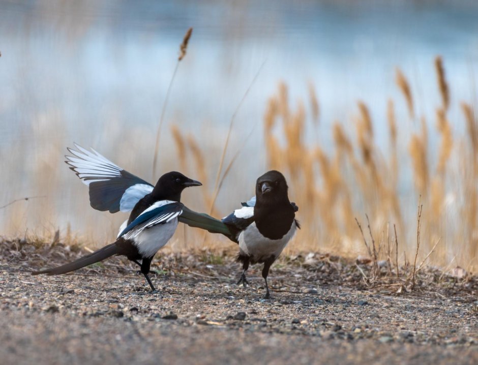 Ворон ворона Грач Галка отличия