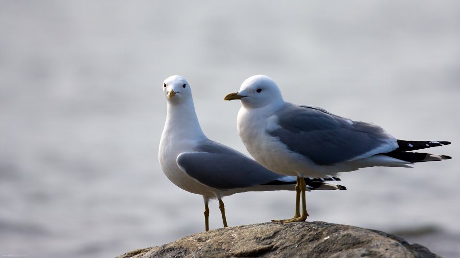 Озерная Чайка самка и самец