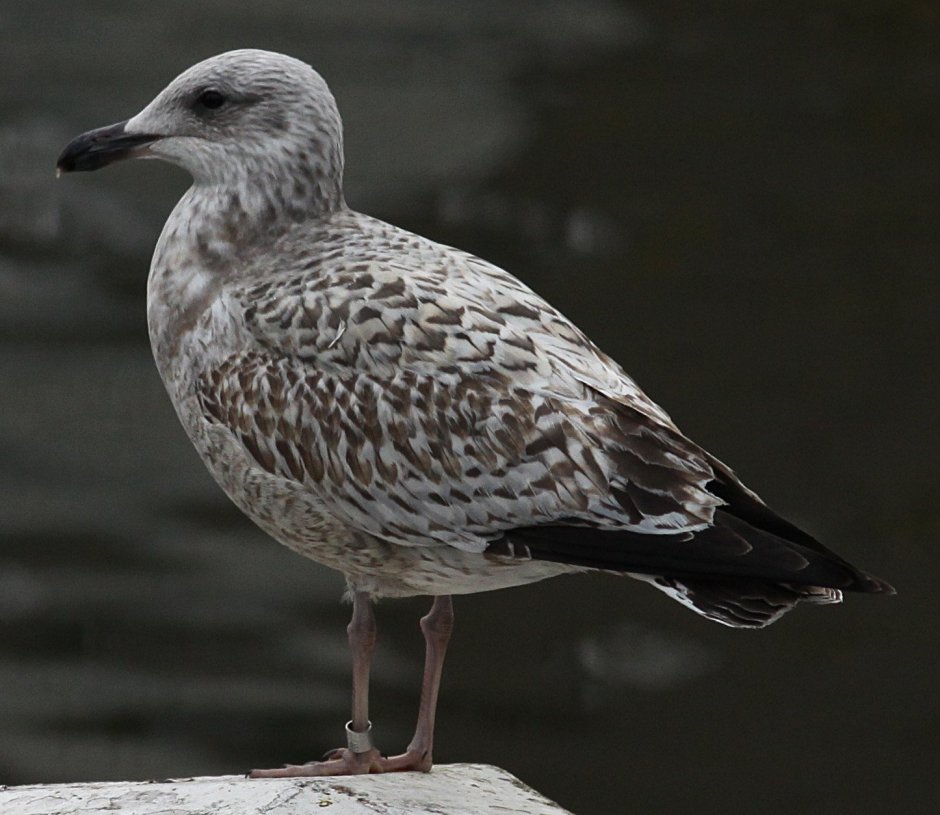 Моевка остров Врангеля