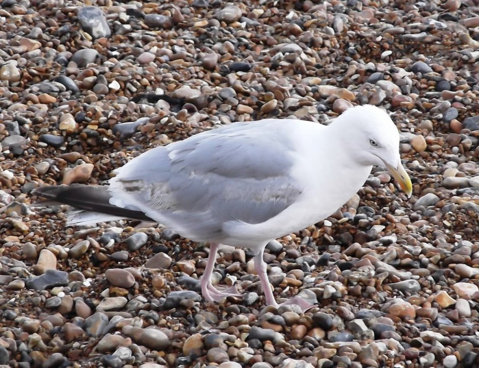 Забавные Чайки