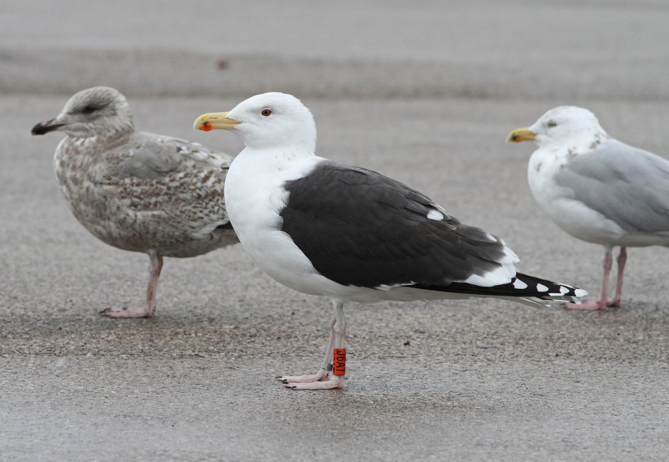 Серебристая Чайка самец и самка
