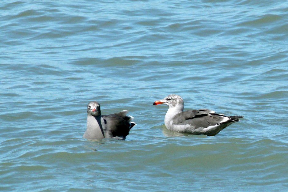 Крымский голубь Горлица