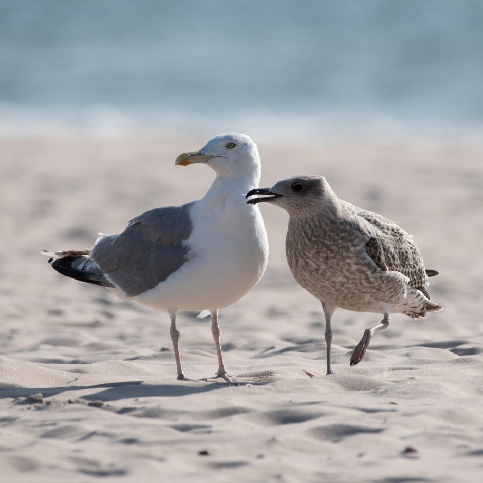 Полевой Воробей самка и самец