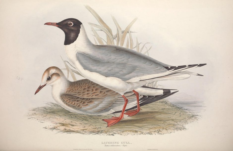 Серая Чайка клуша