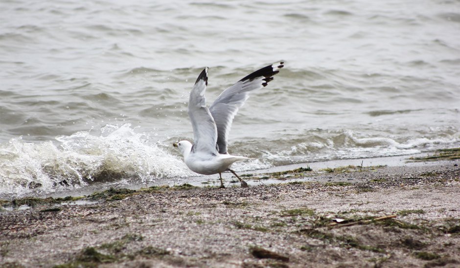 Родственники чаек