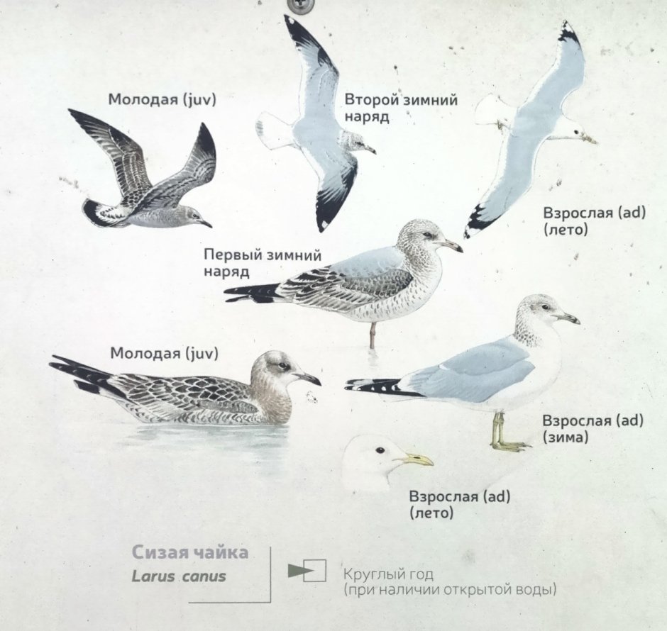 Тюлень и Пингвин спаривание