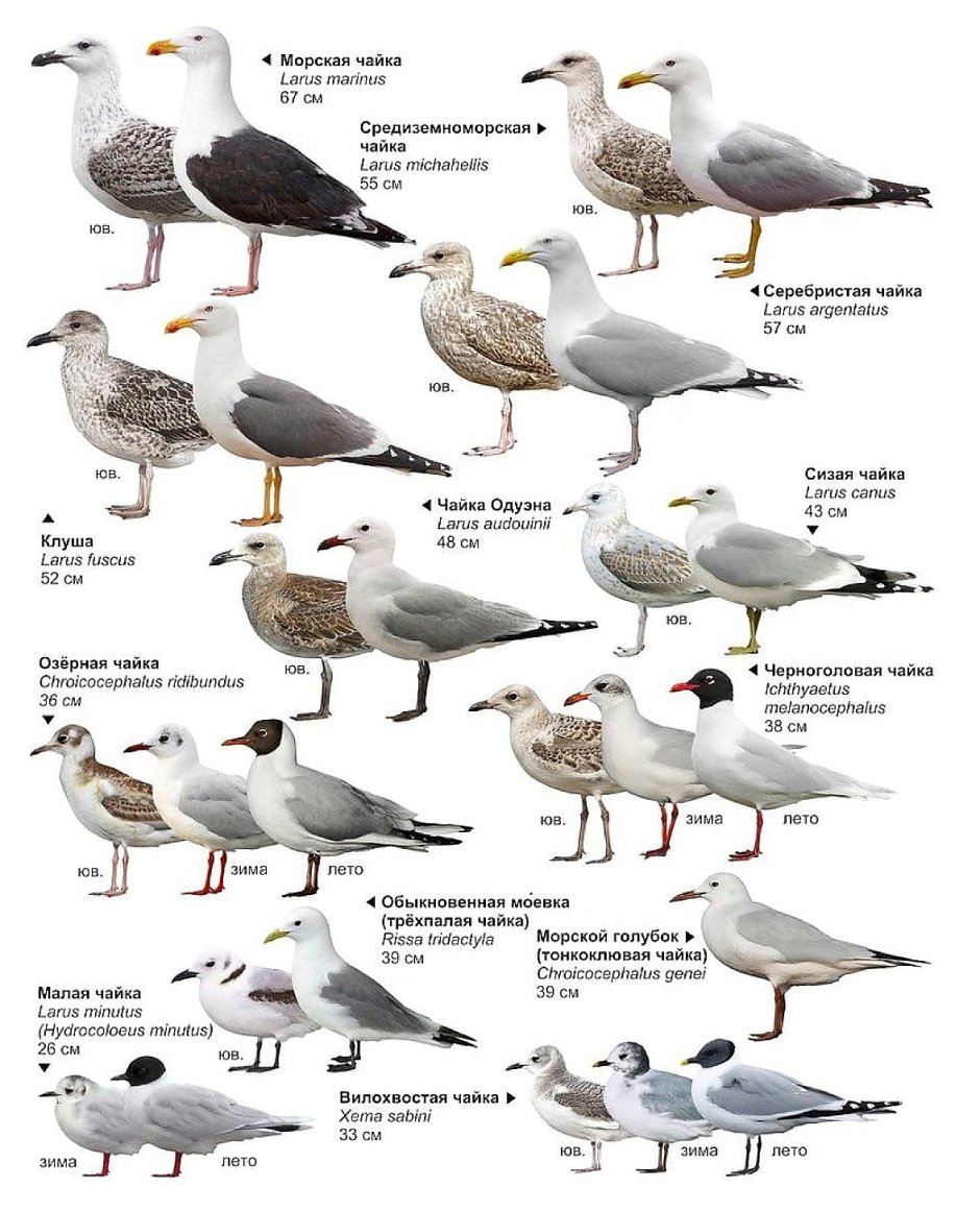 Галка ворона Грач отличия