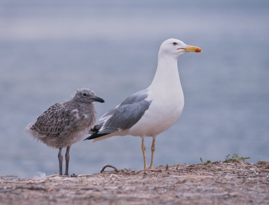 Чайка хохотунья птенец