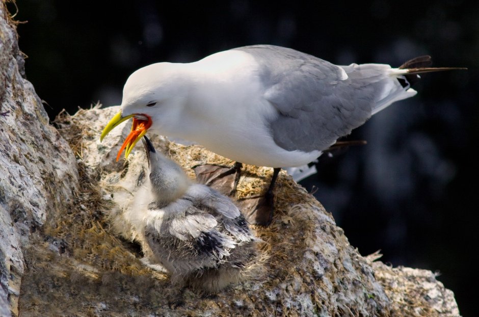 Кормить чаек