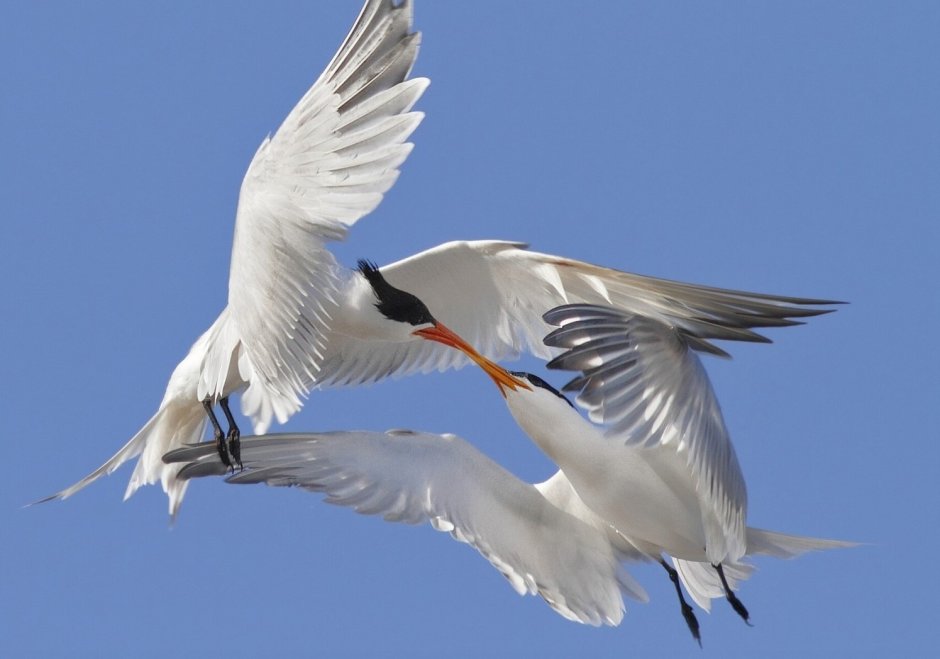 Чайки на озере