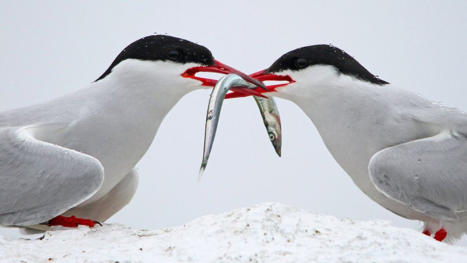 Чайка морская бургомистр черноголовый хохотун