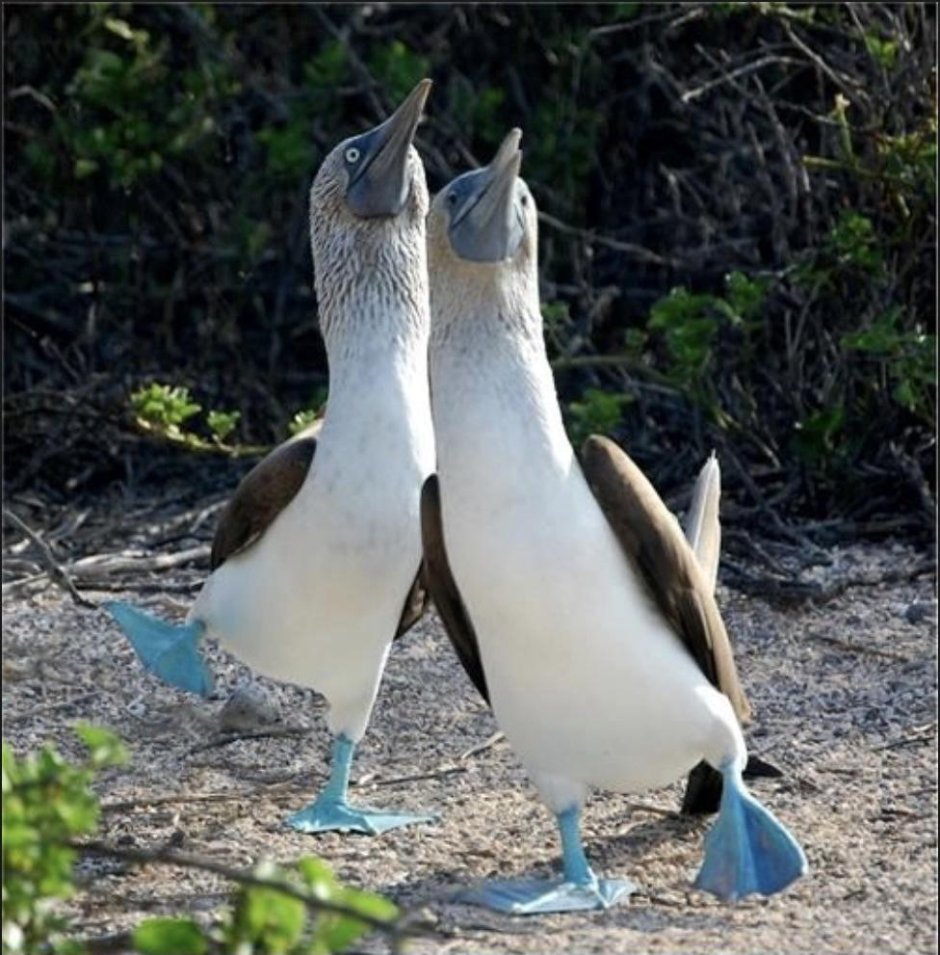 Чайка летит на другой Чайке