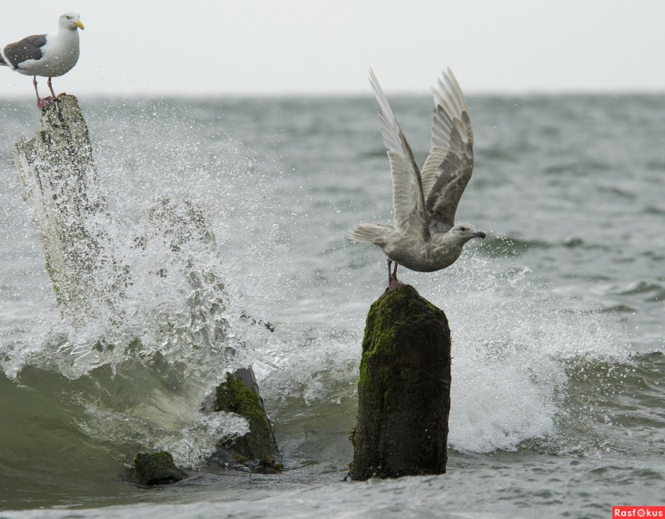 Голубоногая олуша птица