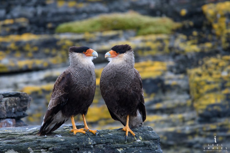 Полярная крачка в Арктике