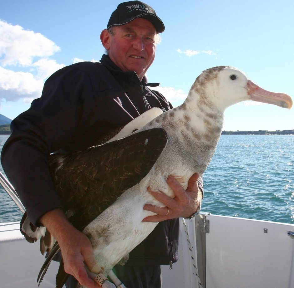 Внутреннее строение сизого голубя