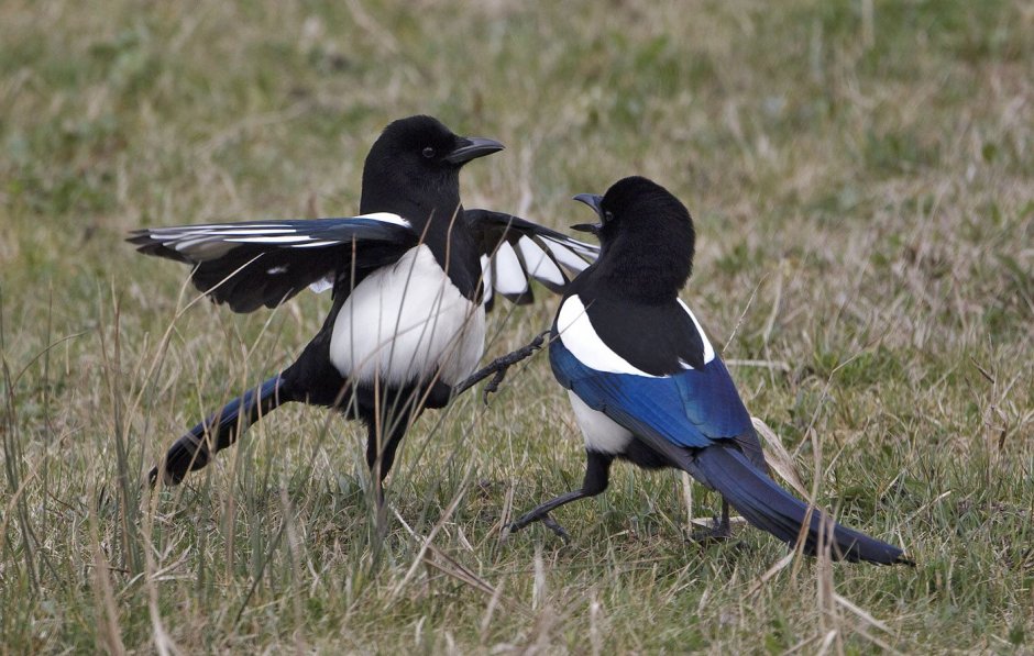 Голубоногая олуша