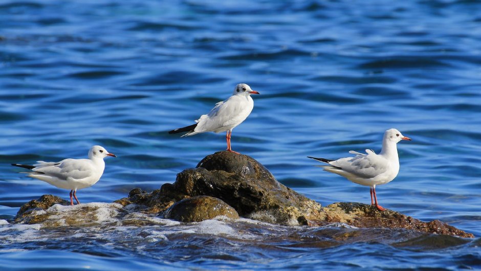 Чайки летают