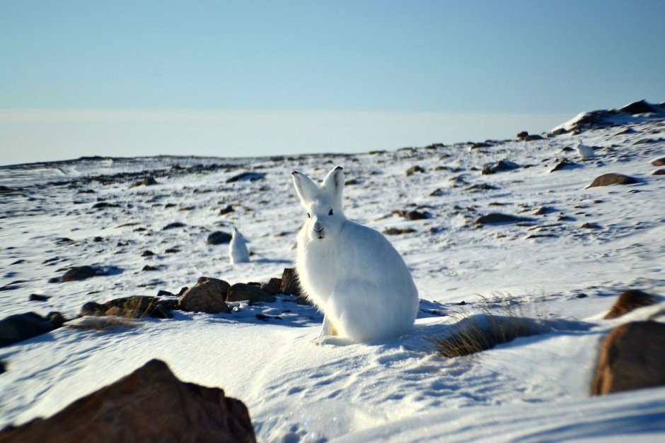 Continental giant Rabbit