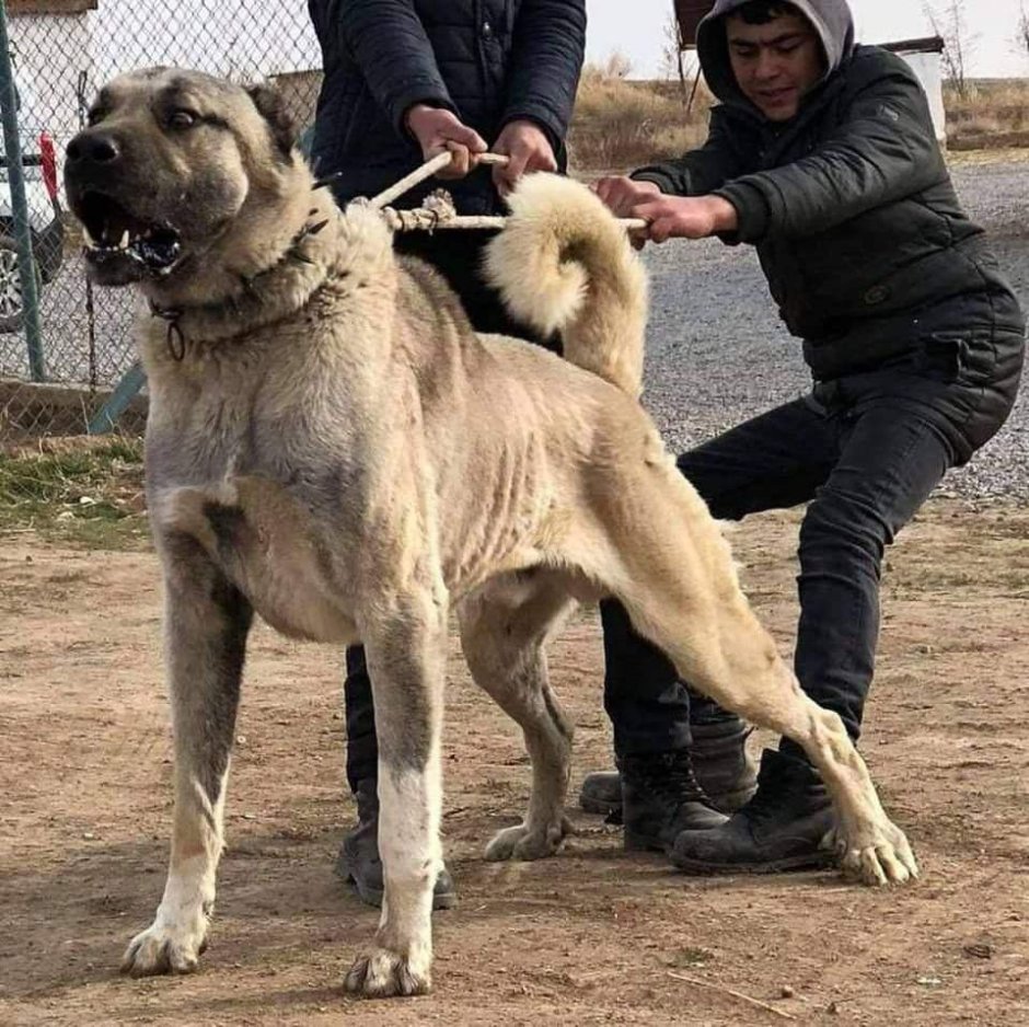 Аксарай Малакли собака